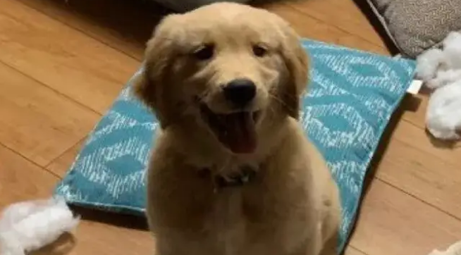 带回来只小金毛，就让大金毛教它规矩，结果…悔哭了