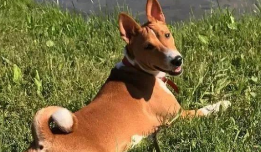 巴仙吉犬智商高不高?在狗界排名倒数却有领导心理 巴仙吉犬智商高不高?在狗界排名倒数却有领导心理