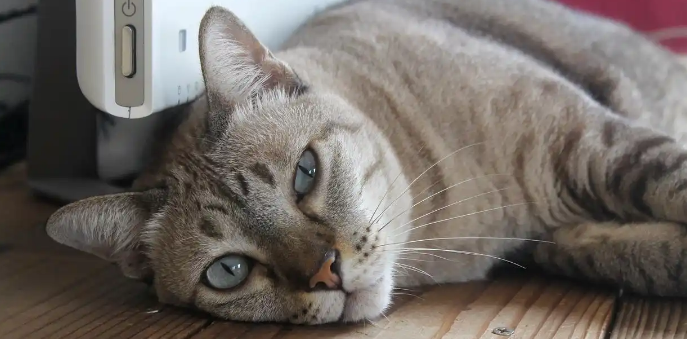 猫咪肛门红肿瘙痒该怎么处理