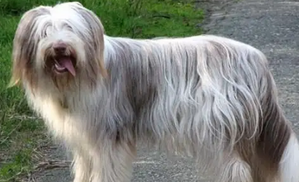 温柔聪明的古代牧羊犬，为什么几乎没人养