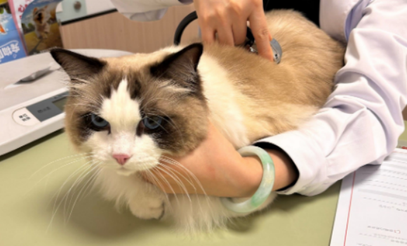 宠物诊疗规范化之路应走向何方