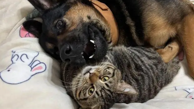 狸花猫打架输了委屈质问德牧:我打你那么轻,你下手咋那么重 狸花猫打架输了委屈质问德牧:我打你那么轻,你下手咋那么重