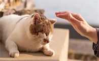 猫咪牙龈红肿出血该如何护理