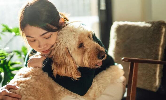 培训一两天就上岗！“宠物针灸师”速成，却连针都忘了拔