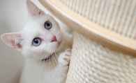 猫咪的蛋蛋掉下来还能活吗