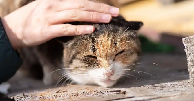 猫咪腹部胀大按压有痛感咋办 猫咪腹部胀大按压有痛感咋办