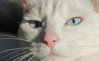 猫耳螨会引起泪痕吗