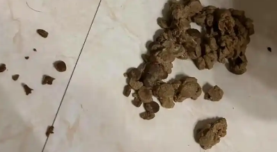 猫咪吐完整猫粮怎么办 猫咪吐完整猫粮怎么办