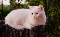 猫咪得猫鼻支不吃东西能强制喂食吗
