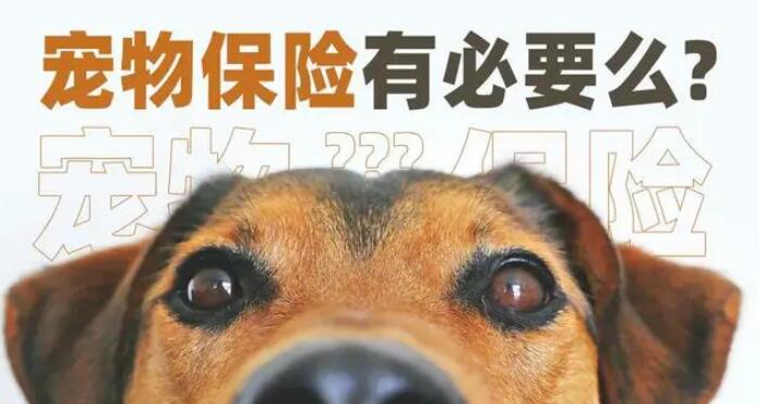 2025宠物险行业成绩单出炉！理赔超200万件，线上投保占比破80%
