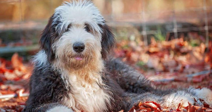 古代牧羊犬：长毛巨人的魅力