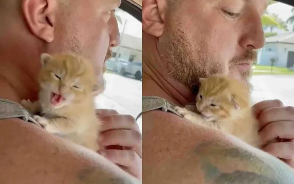 高速上捡回一只拼命尖叫的小橘猫，三个月后结局圆满