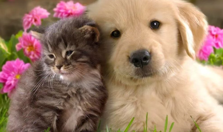 1.26亿犬猫背后的“金矿”:2025宠物家电销量暴涨65%,谁在收割养宠人? 1.26亿犬猫背后的“金矿”:2025宠物家电销量暴涨65%,谁在收割养宠人?