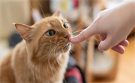 猫咪肠胃敏感易不适怎么办