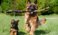 刚出生两天的幼犬全身发紫是怎么了呢