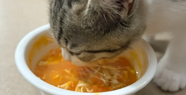 救命!为啥我家毛孩子,对鸭肉南瓜零食疯魔到不行! 救命!为啥我家毛孩子,对鸭肉南瓜零食疯魔到不行!