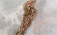 猫咪绦虫感染怎么治疗