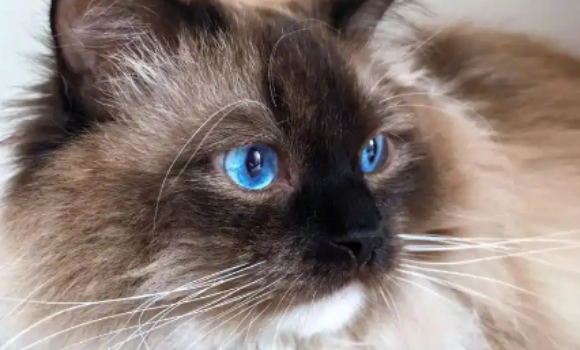 布偶猫白内障能不能自愈呢 布偶猫白内障能不能自愈呢