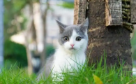 猫咪肚子一吸一吸的是怎么了