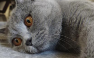 蓝猫皮癣怎么办