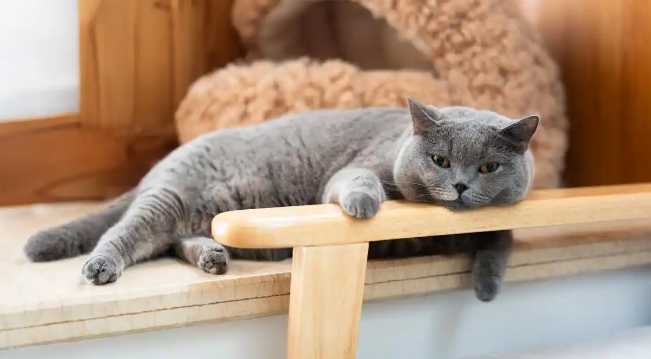 猫咪毛发粗糙易脱落咋办 猫咪毛发粗糙易脱落咋办