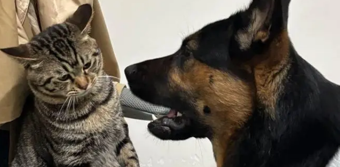 狸花猫打架输了委屈质问德牧:我打你那么轻,你下手咋那么重 狸花猫打架输了委屈质问德牧:我打你那么轻,你下手咋那么重