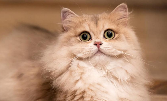 猫皮炎用什么药好