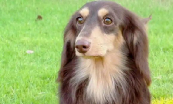 腊肠犬皮肤病怎么办