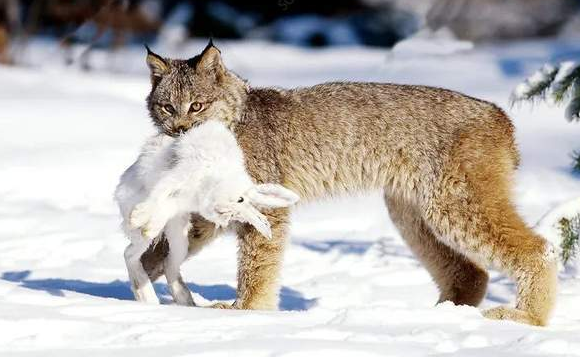 危险！猞猁现身农家吃猫，邻居损失4只鹅