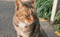 猫咪厌食症是怎么引起的