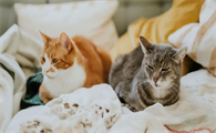 猫咪牙结石多怎么处理