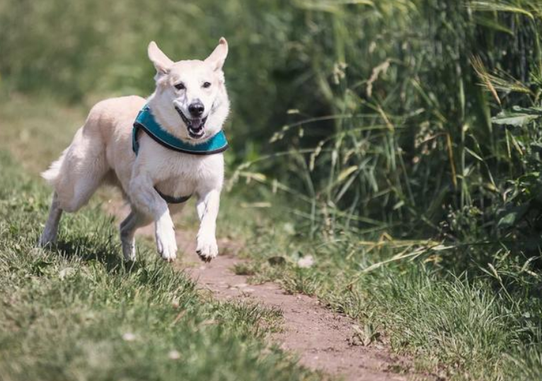 狗狗下眼睑长了一粒疙瘩该如何处理