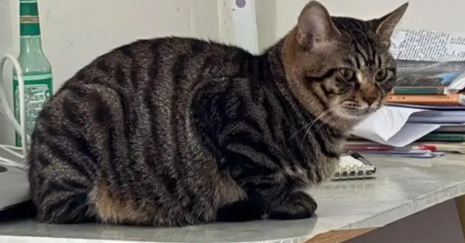 狸花猫打架输了委屈质问德牧:我打你那么轻,你下手咋那么重 狸花猫打架输了委屈质问德牧:我打你那么轻,你下手咋那么重