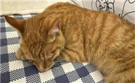 猫拉黑色大便怎么回事