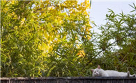 宠物门店收缩背后：服务为何成为电商卷不走的护城河？