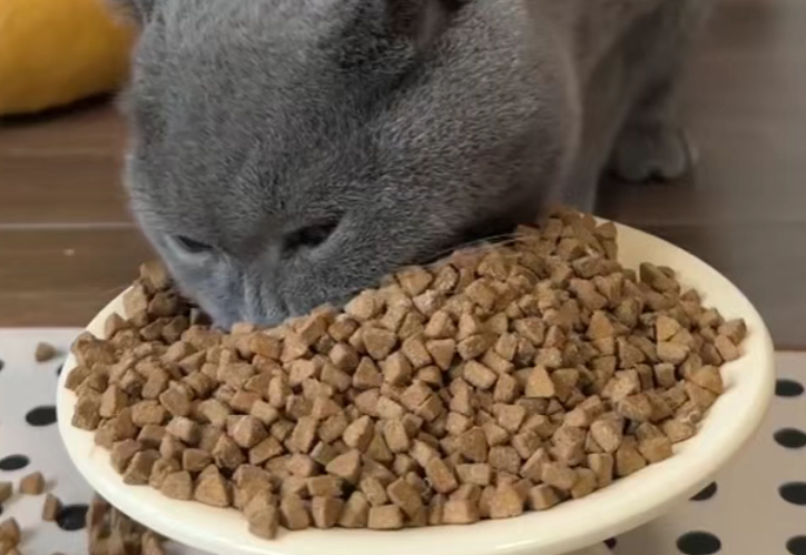 渴望等进口粮VS国产粮,铲屎官选粮不再纠结! 一篇看懂猫狗主粮选购攻略 渴望等进口粮VS国产粮,铲屎官选粮不再纠结! 一篇看懂猫狗主粮选购攻略