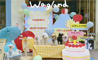 收藏摇尾快乐的岛屿:「WagLand 摇尾岛」看见宠物生活的另一种范式