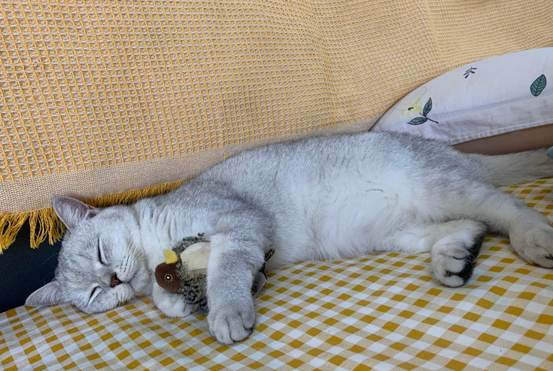 猫得了口炎用什么药治疗 猫得了口炎用什么药治疗