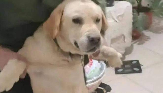 拉布拉多在屋里捣乱被爸爸驾了出去，那画面好笑又好气~