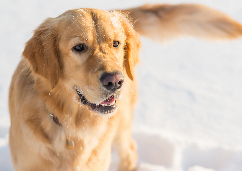 狗狗打完疫苗后不吃饭怎么办