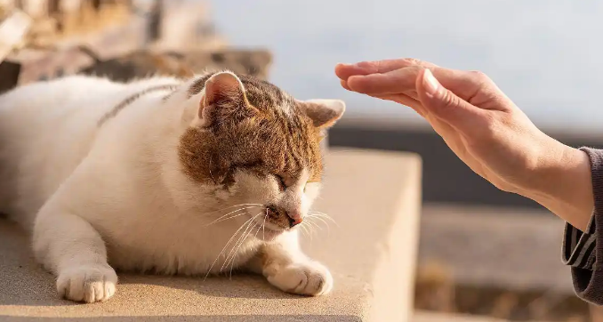 猫咪牙龈红肿出血该如何护理