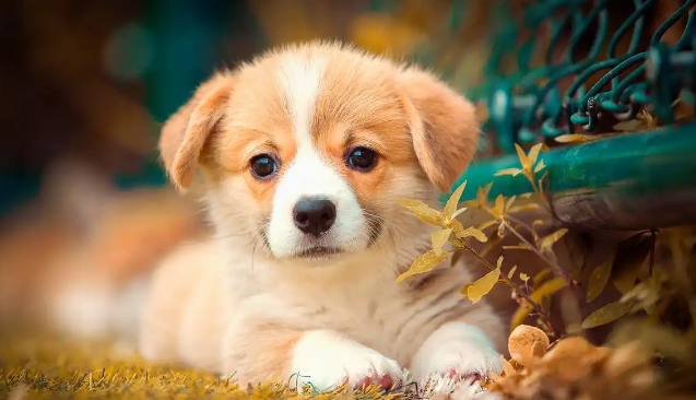 狗狗频繁咳嗽是感冒还是犬窝咳