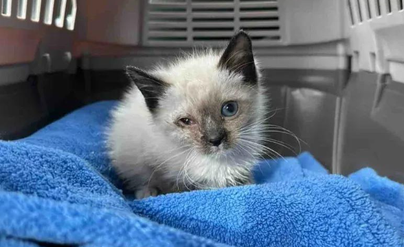 车库救了只小流浪猫，救助人不死心杀个回马枪