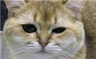 猫咪一只眼睛半眯着是什么原因