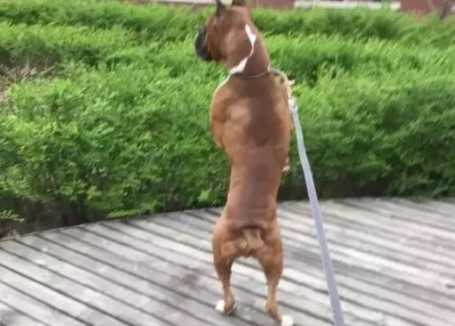 百年传承的拳师犬:从德国猎犬到美国工作犬 百年传承的拳师犬:从德国猎犬到美国工作犬