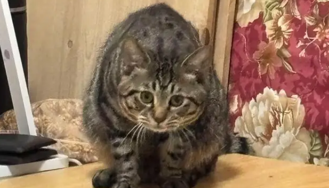 狸花猫打架输了委屈质问德牧:我打你那么轻,你下手咋那么重 狸花猫打架输了委屈质问德牧:我打你那么轻,你下手咋那么重