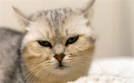 猫瘟是怎么感染上的