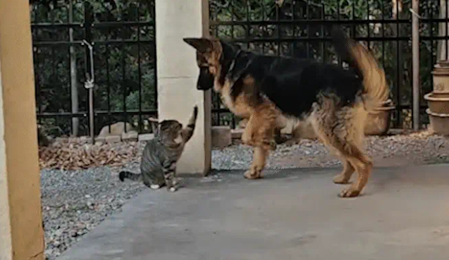 狸花猫打架输了委屈质问德牧:我打你那么轻,你下手咋那么重 狸花猫打架输了委屈质问德牧:我打你那么轻,你下手咋那么重