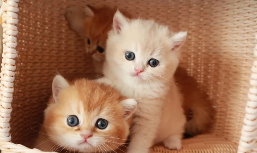 奶猫皮肤上有皮屑是过敏还是猫癣呢