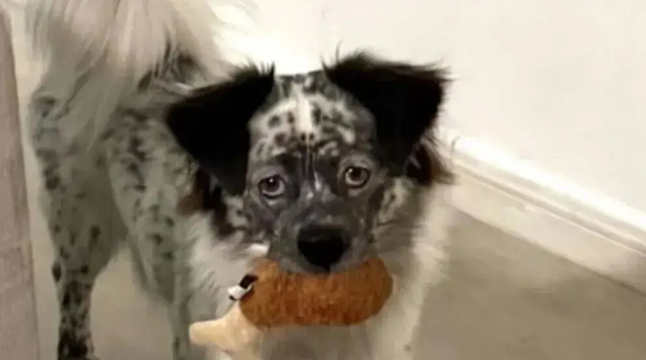 网友说家里的狗狗很有特点，孩子怎么长得烟熏火炎的？